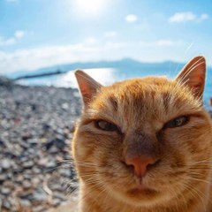 Johnny Catsville