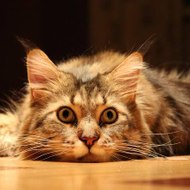 Bilal Saleem (*#^$€#)