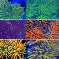 Reef Tank