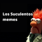 Suculentos Memes