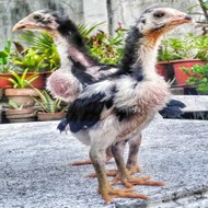 ROOSTER WORLD BREEDERS