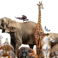 Explore Animals
