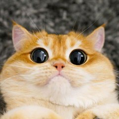 Best Cats HD
