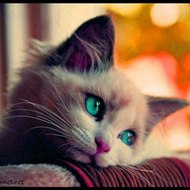 mustafaaltinel78876com