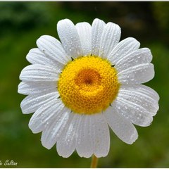 evrenaksakal60175ee