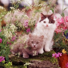 mehmetakpinar69161comge