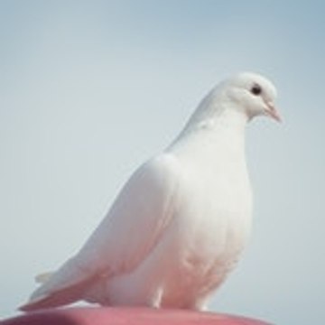 Akina Midori Anime TV HD