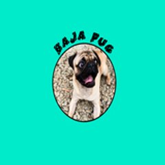 Baja Pug