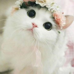 hind_chanel