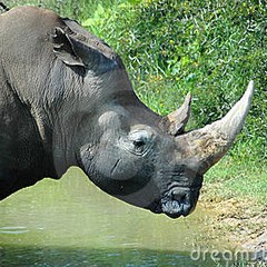 Le rhino intello