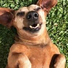 funny animals