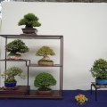 gak bonsai