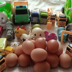 Kafie Family