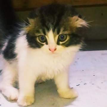 CutesTV