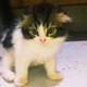CutesTV