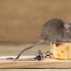 mouse channel