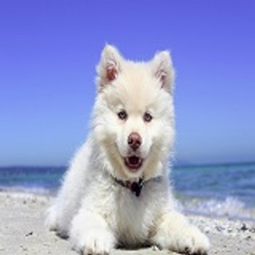 MundoAnimal