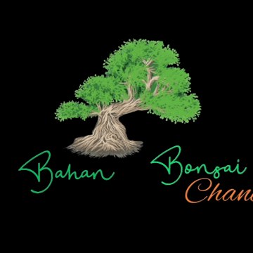 BAHAN BONSAI 84