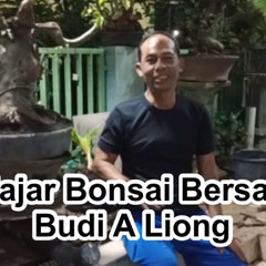 Info Bonsai