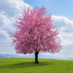 Tree Videos