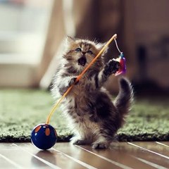 Funny animals