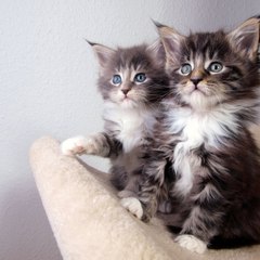 Big Domesticated Cats