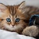 Catsloverworld