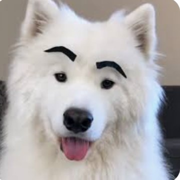 Funny animal