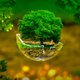 My Green World