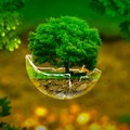 My Green World
