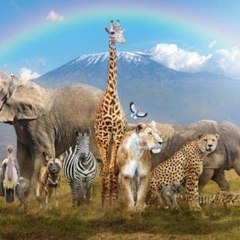 Hindi Animals