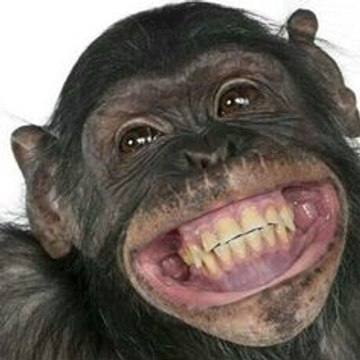 Animal World Videos