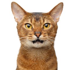 电光猫