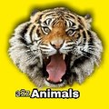 a2z animals