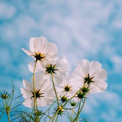 Nature with music