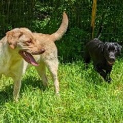 Mazey and Buck