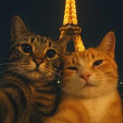 Ai Videos