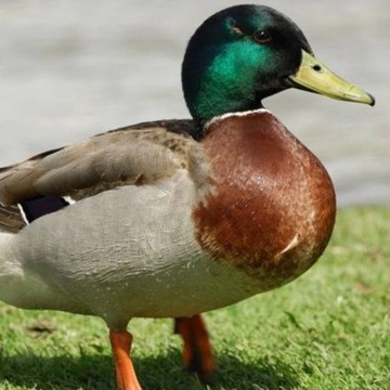 DUCKY BHAI