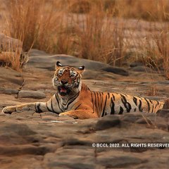 Indian forest animal