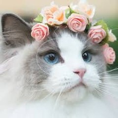 Cute Animals