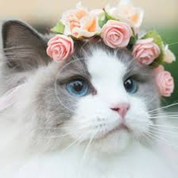 Cute Animals