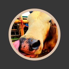 Cow Vlogs BD