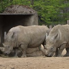 Animals Life Lone
