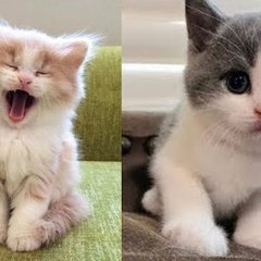 Funny Billu