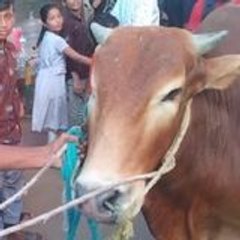 My First Cow Vlogs