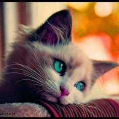 Hatem1345feraye8743comm