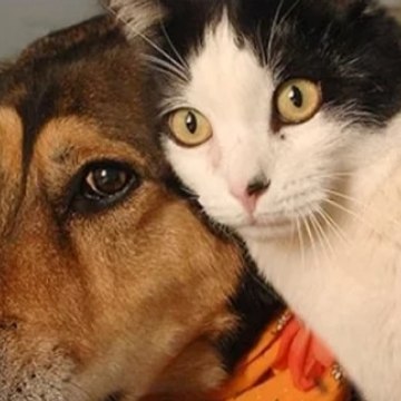 Cat & dog official