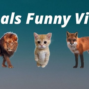 Animals Funny  Videos