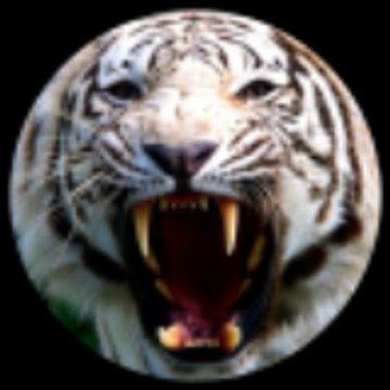 White Tiger Productions