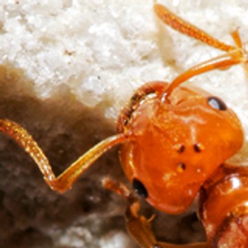 Antelopic